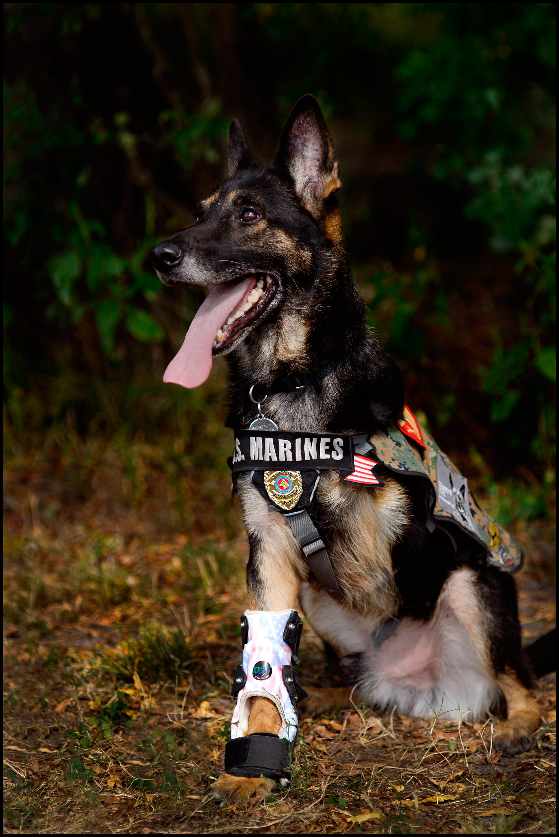 Rambo <br> Military Hero Dog